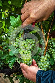 Hand harvesting Chardonnay grapes