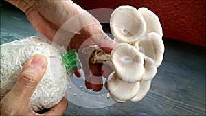 Hand Harvesting Gray Oyster Mushrooms or Hiratake Grown as Houseplant