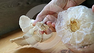 Hand Harvesting Matured Indian Oyster Mushrooms Grown as Houseplant