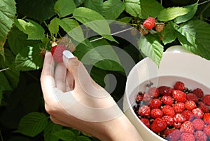 Hand harvesting one raspberry