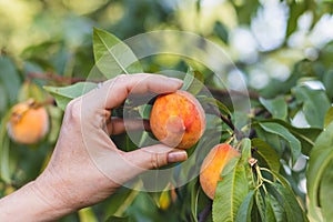 Hand harvesting ripe peach from tree