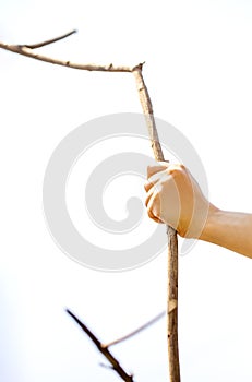 Hand having the branch of the tree on white background. or use a stick