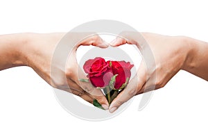 Hand heart hold rose flower