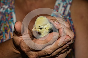 Hand Held Baby Polish Chick