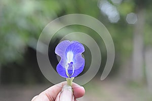 Hand held butterfly pea flower