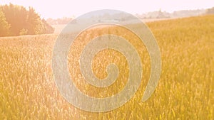 Hand held golden rye wheat field harvest farming