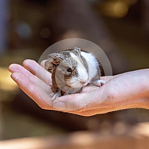 A Hand Held Guinea Pig