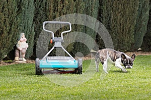 Hand held lawn mower lawnmower and french bulldog