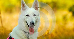 Hand-held Shooting, Hand-held Shot. Close Up White Swiss Shepherd Dog Berger Blanc Suisse. The Berger Blanc Suisse is a