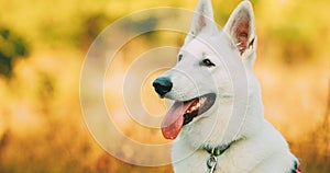 Hand-held Shooting, Hand-held Shot. Close Up White Swiss Shepherd Dog Berger Blanc Suisse. The Berger Blanc Suisse is a