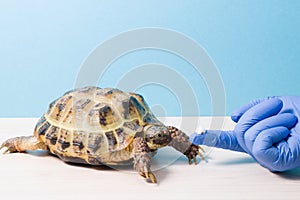 the hand of the herpetologist`s veterinarian ointment covers the shell of the turtle,