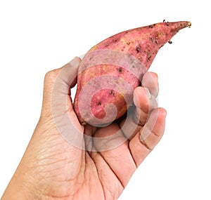 Hand Hodling Raw Sweet Potato on White Background