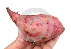 Hand Hodling Raw Sweet Potato on White Background