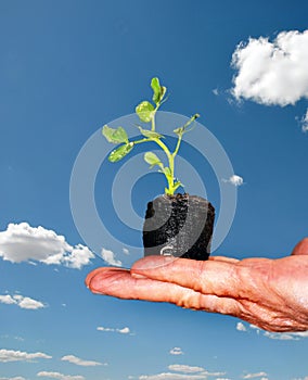 Hand hold bean seedling