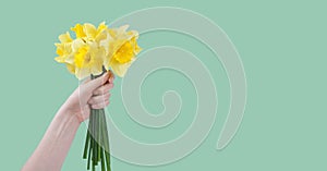 Hand hold bouquet of yellow daffodils flowers, Easter bells isolated on green background