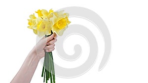 Hand hold bouquet of yellow daffodils flowers, Easter bells isolated on white background