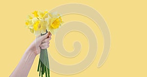 Hand hold bouquet of yellow daffodils flowers, Easter bells isolated on yellow background