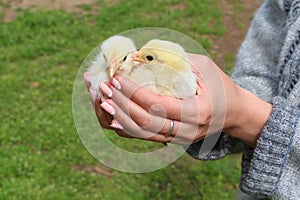 Hand hold caring for a small chickens