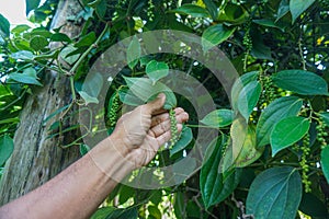 hand hold (checking) green pepper seeds (Piper nigrum)