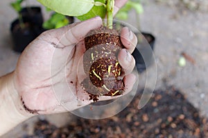 Hand hold Coconut coir cover lemon branch and root