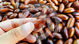 Hand hold elateriospermum Tapos Blume nut, nakhon si thammarat, south of thailand