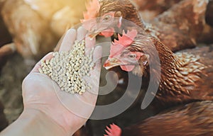 Hand hold food for feed chicken