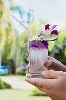 Hand hold Juice of Butterfly pea with lemon and ice in glass. Herb drink for refreshment.