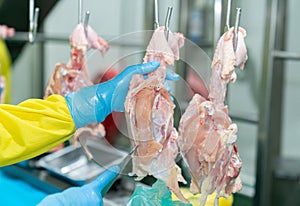 Hand hold knife cutting raw chicken on conveyor chain