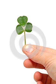 Hand hold a lucky shamrock