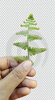 A hand hold medicinal plants leaf plants botanical leaves leaf branch green plant herbs vegetation cutout plant herb 3d nature