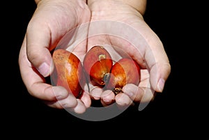 Hand Hold Oil Palm Seed