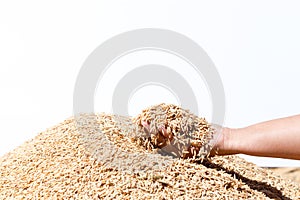 Hand hold paddy rice on the white background