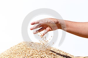 Hand hold paddy rice on the white background