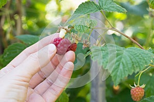 Hand hold raspberry