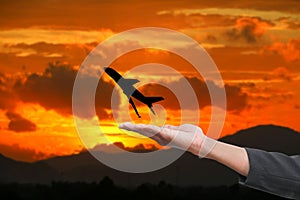 Hand hold silhouette airplane with sky sunset with copy space add text