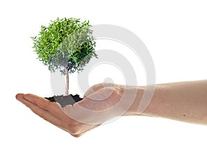 Hand hold small plant, eco concept