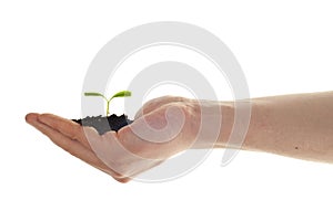 Hand hold small plant, eco concept