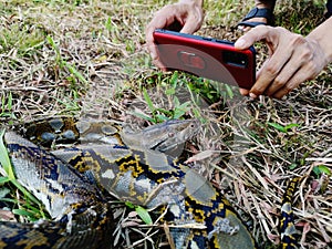 Hand hold smartphone to shot close up of Reticulated Python Snake  on the ground