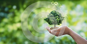 Hand hold the tree grows on pile money with circular economy icon,The concept of eco infinity, Renewable enwergy and circular