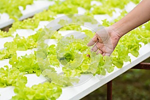 Hand hold vegetable, healthy food