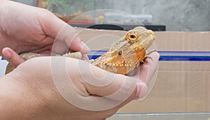 hand hold yellow Bearded Dragon .