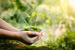 hand holdig plant growing on green background with sunshine