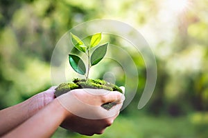 hand holdig plant growing on green background with sunshine