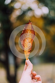 Hand holdig yeloow leaf on blurred background. Autumn season. Copy space