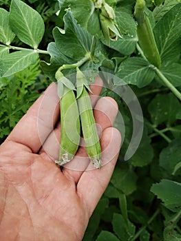 A hand holding 2 sugar snap peas