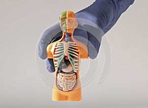 Hand holding 3d human model with inner organ system. Anatomy system