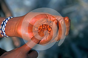 Hand holding annatto seeds