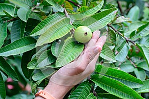 Hand holding Apple Guava or Common Guava, Psidium Guajava, Goiaba or Guayaba