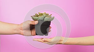 Hand is holding artificial cactus pot plants on pink background