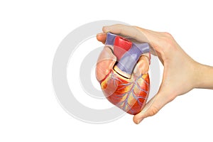 Hand holding artificial human heart model on white background